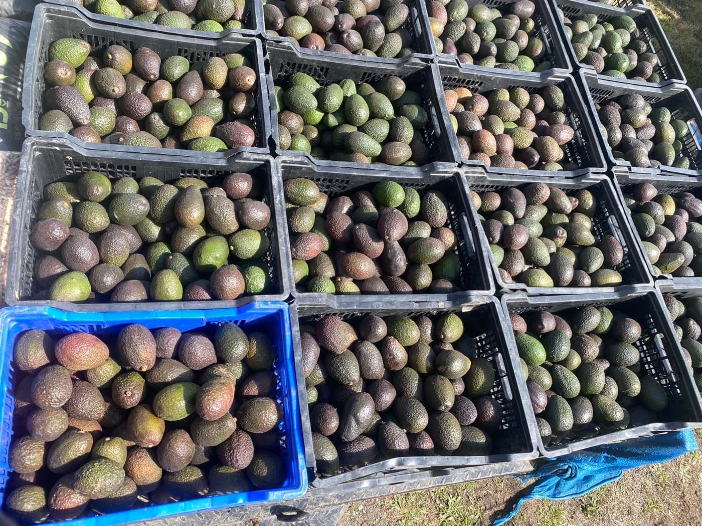 Cajas de paltas recién seleccionadas